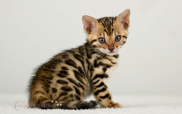 Bengal kitten for sale